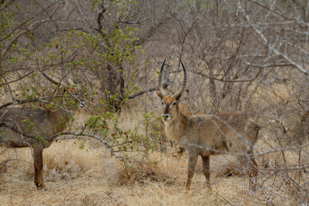 08 - Kruger NP (15)- Cobe à Croissant.jpg